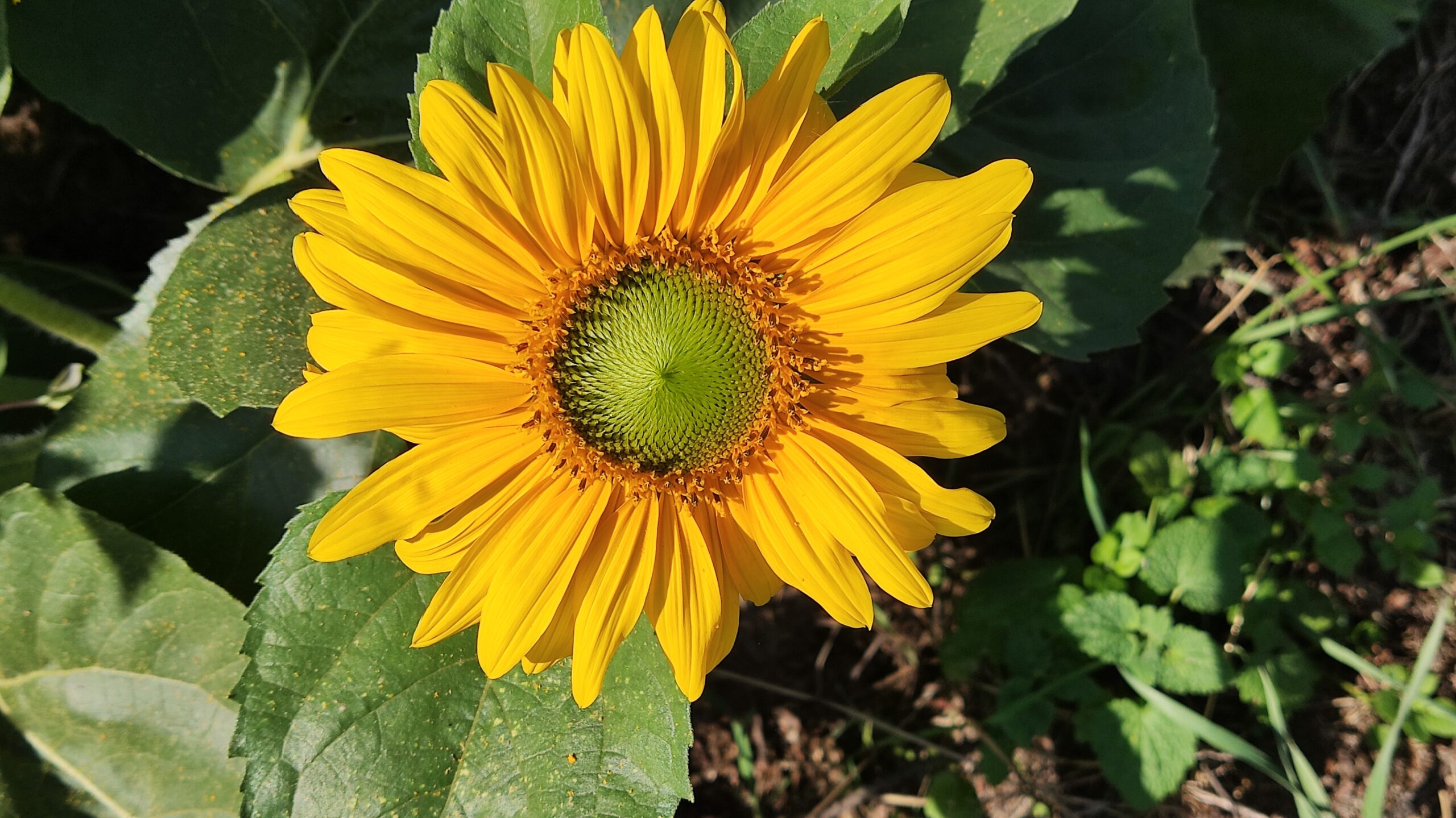 Sonnenblume menschengerecht